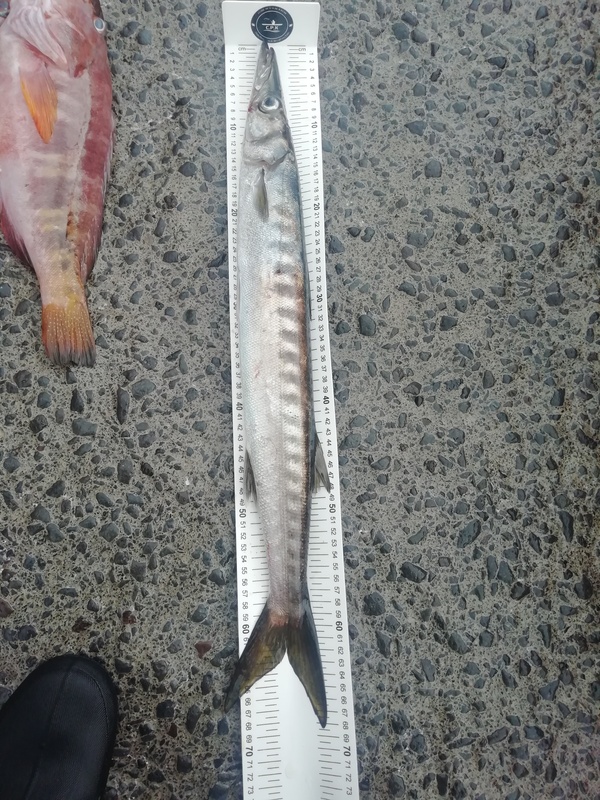 Fish Measure Picture